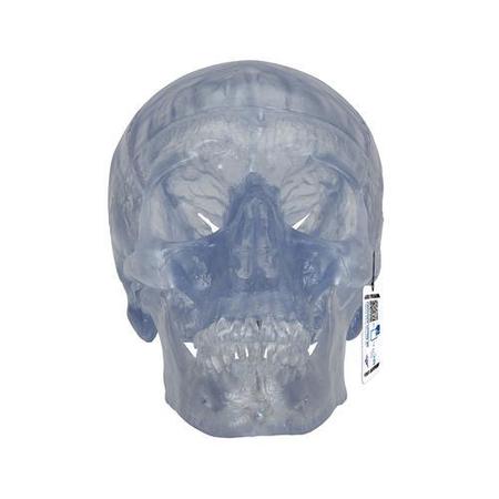 3B SCIENTIFIC Classic- Skull, transparent - w/ 3B Smart Anatomy 1020164